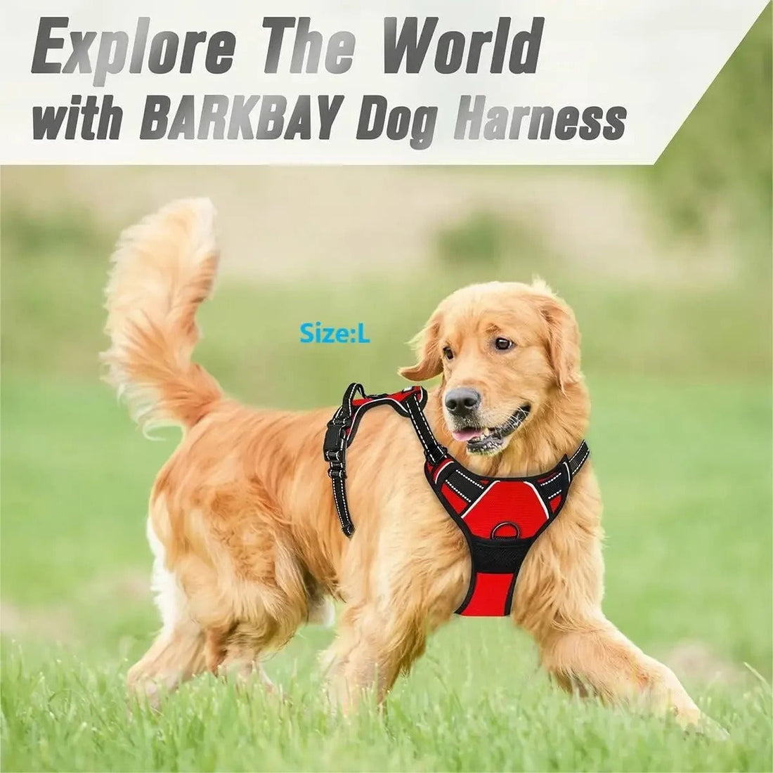 Dog Collars Harness Big Vests Leash Pet Shop Everything